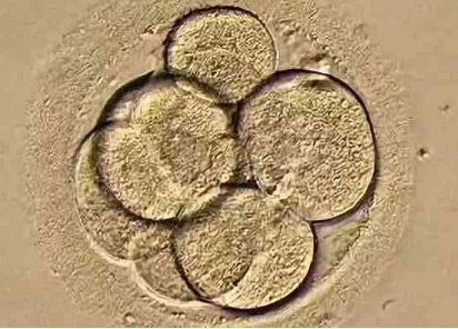 13个胚胎养囊之后只成功了7个胚胎是正常情况吗？