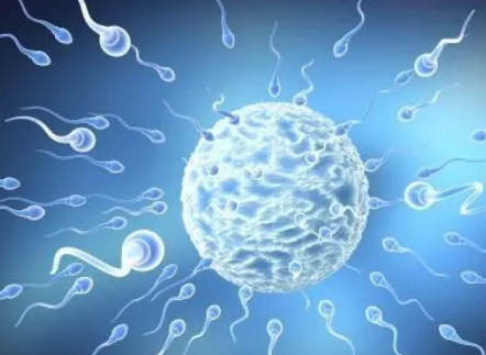 男性精子质量对生育也有很大影响，试管婴儿技术帮助提高生育成功率