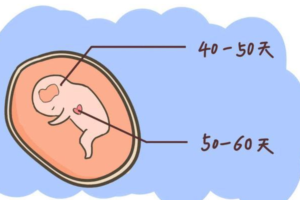 试管移植40天有胎心胎芽是不是已经过了危险期？