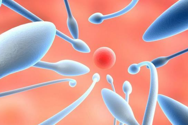 精子游走慢也会造成宫外孕，四招轻松提高精子游离速度