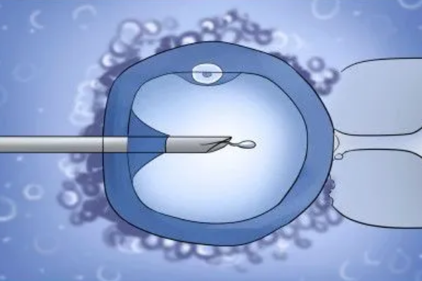试管鲜胚移植和冻胚移植区别多，但是两种方式的成功率差不多
