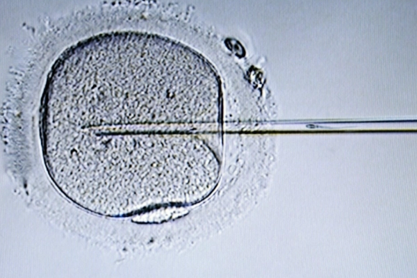有哪些常见的原因会影响囊胚移植成功着床的概率？