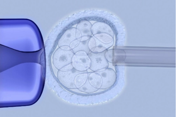 试管培育出10个胚胎可以养囊成功几个呢？