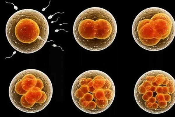 试管囊胚也有等级划分，选择优质囊胚移植成功率更高