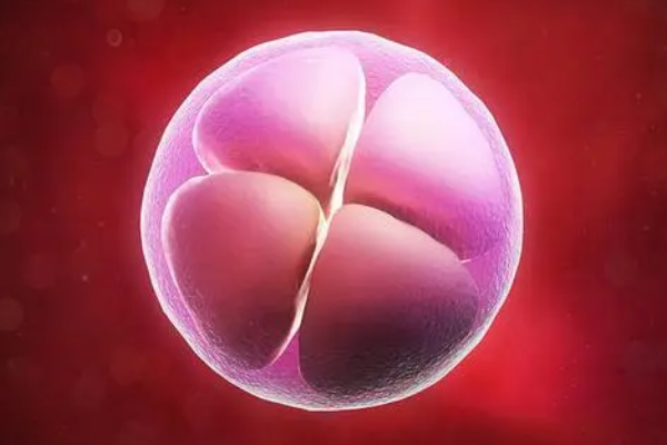 二级胚胎养囊的成功率高吗？
