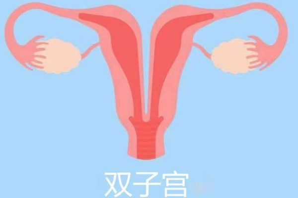 双子宫的女性能做试管婴儿吗？成功率高吗？