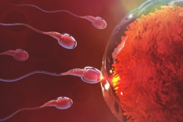 男子精子畸形率达96%做试管婴儿会有什么影响？