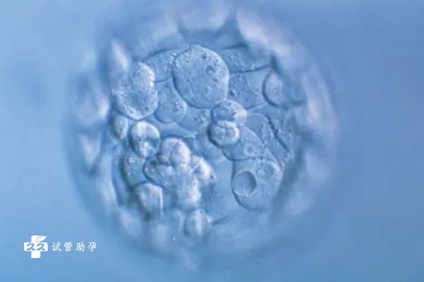 鲜胚移植的成功率受多种因素影响，附提高鲜胚移植成功率的方法