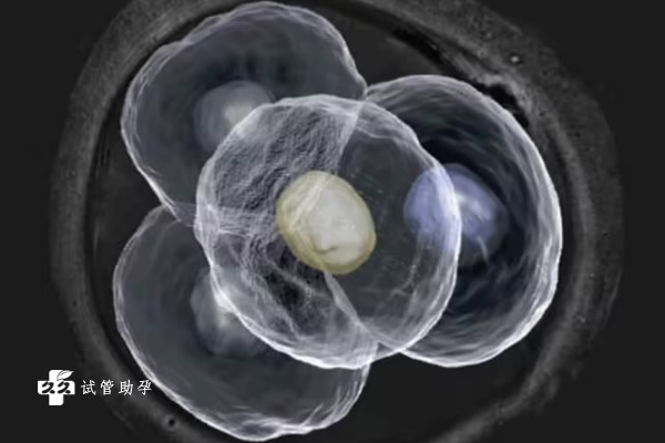胚胎等级划分规则已公布，附影响胚胎移植成功率的因素