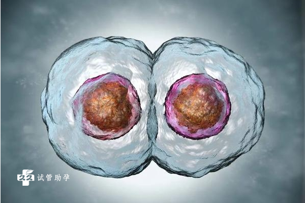 三代试管移植两个囊胚有几率怀上龙凤胎吗？