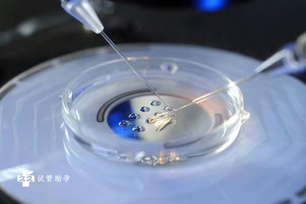 试管婴儿移植桑葚胚的成功率有多少？