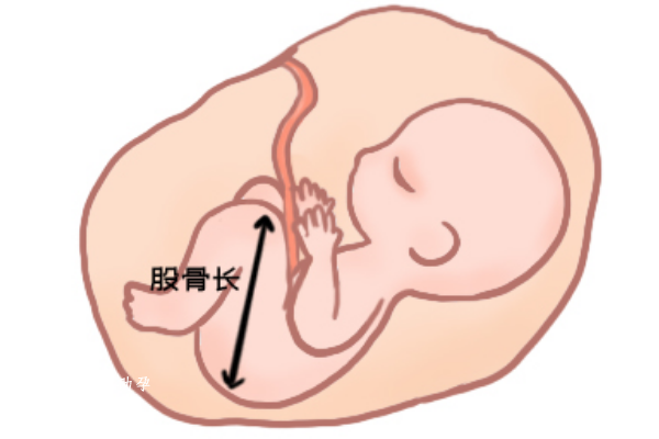 孕晚期如何帮助胎儿股骨生长？附帮助胎儿股骨生长的四种方式