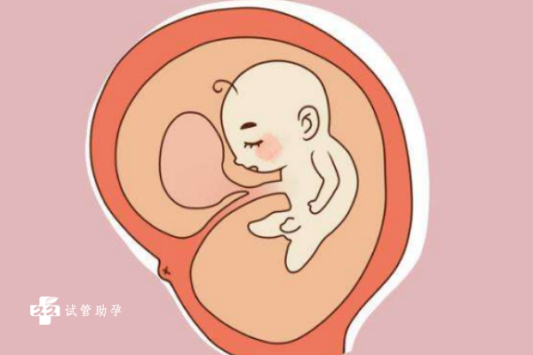 胎儿最先发育的身体部位是哪个部位？