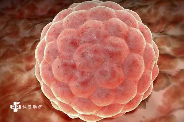 三代试管胚胎养囊的成功率能达到多少？