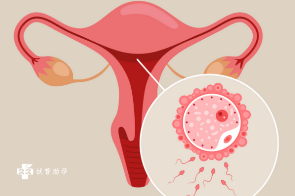 子宫内膜薄的女性能做试管婴儿生孩子吗？