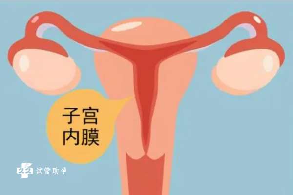 子宫内膜薄的女性做试管婴儿怎样才能成功？