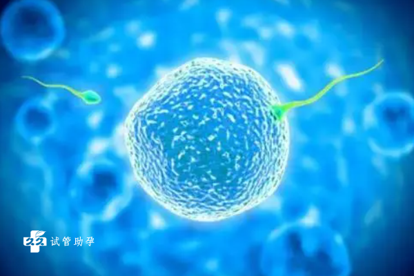 染色体倒位试管移植冻胚的成功率高不高？