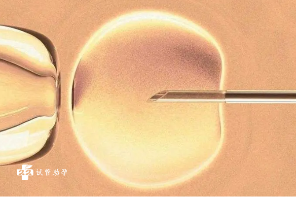 31岁卵巢早衰患者在试管前怎么调理能提高成功率？