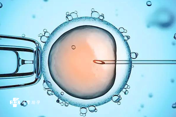 试管婴儿的胚胎应该放在哪里进行培养？