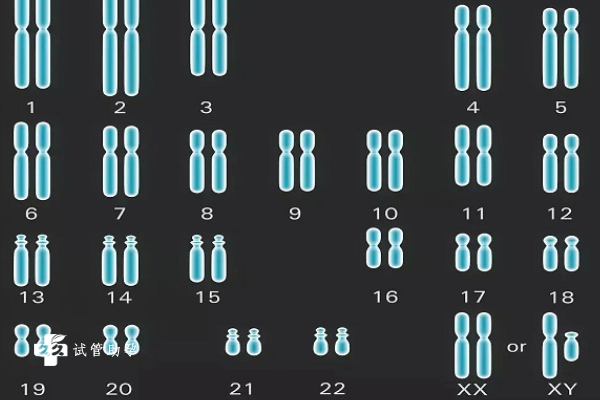 6号染色体三体嵌合会对身体造成什么影响？