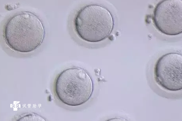 10个鲜胚养囊胚成功率是多少？1分钟快速了解能成多少