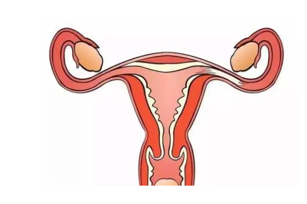 输卵管过长是否能做试管生孩子？要做哪些检查？