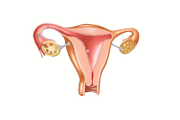 做试管会损伤卵巢吗，这种方案可帮助卵巢恢复