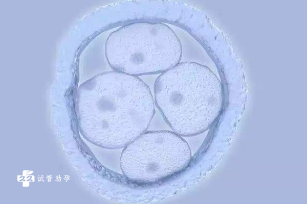 解析鲜胚和冻胚的区别，看完就知道适合选哪种移植方式