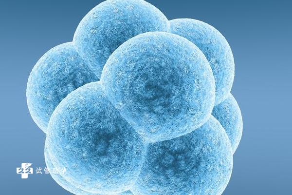 试管婴儿移植6bb囊胚的成功率有多少？