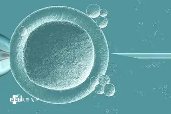试管婴儿移植后打喷嚏是否会影响胚胎着床？