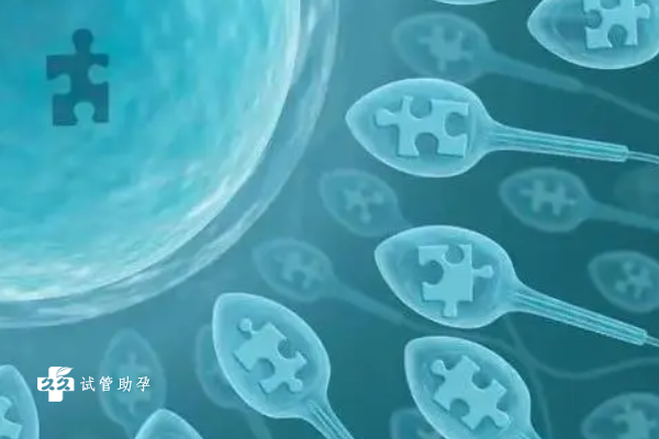 试管婴儿拮抗剂方案可以移植囊胚吗？是否能成功？