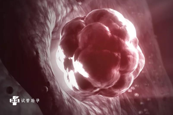 7细胞1级胚胎质量解析，质量越好移植成功率越高