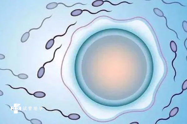 试管婴儿移植两个囊胚的条件是什么？
