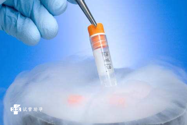试管移植冻胚和冻囊胚的区别是什么？