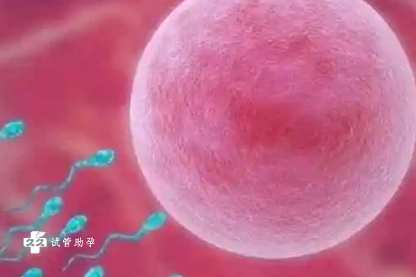 三代试管可以移植4bb嵌合体囊胚吗，囊胚的健康状态是关键