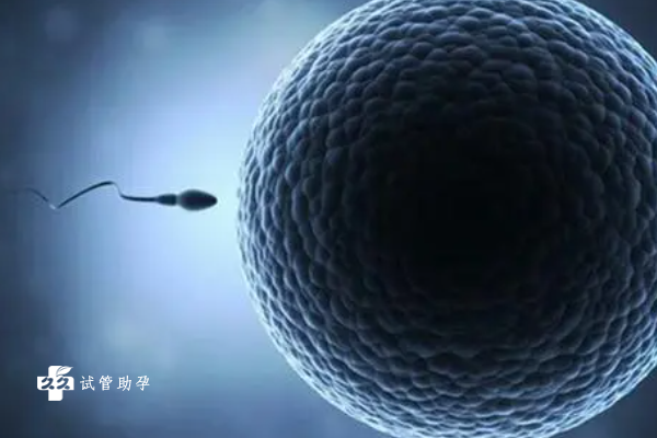 三级胚胎移植指南：移植前准备工作、流程与成功率详解