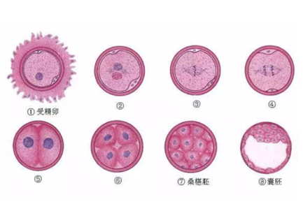 桑葚胚胎