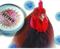 禽流感