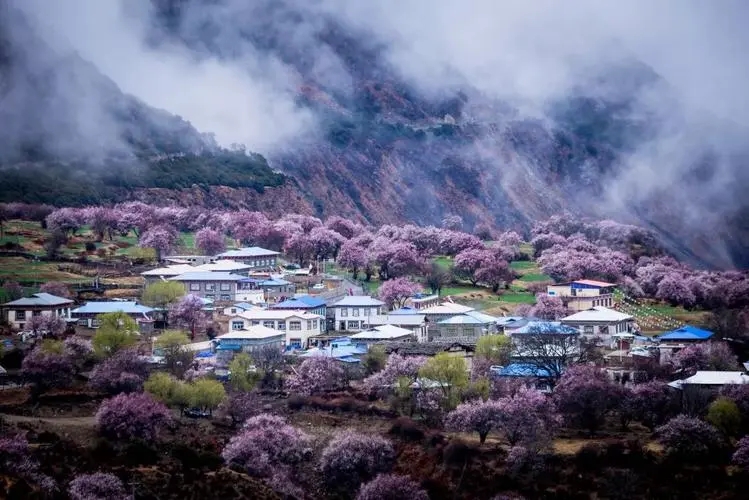 林芝试管婴儿