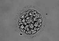 胚胎碎片